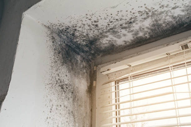 Mold Removal service in Kendall Park